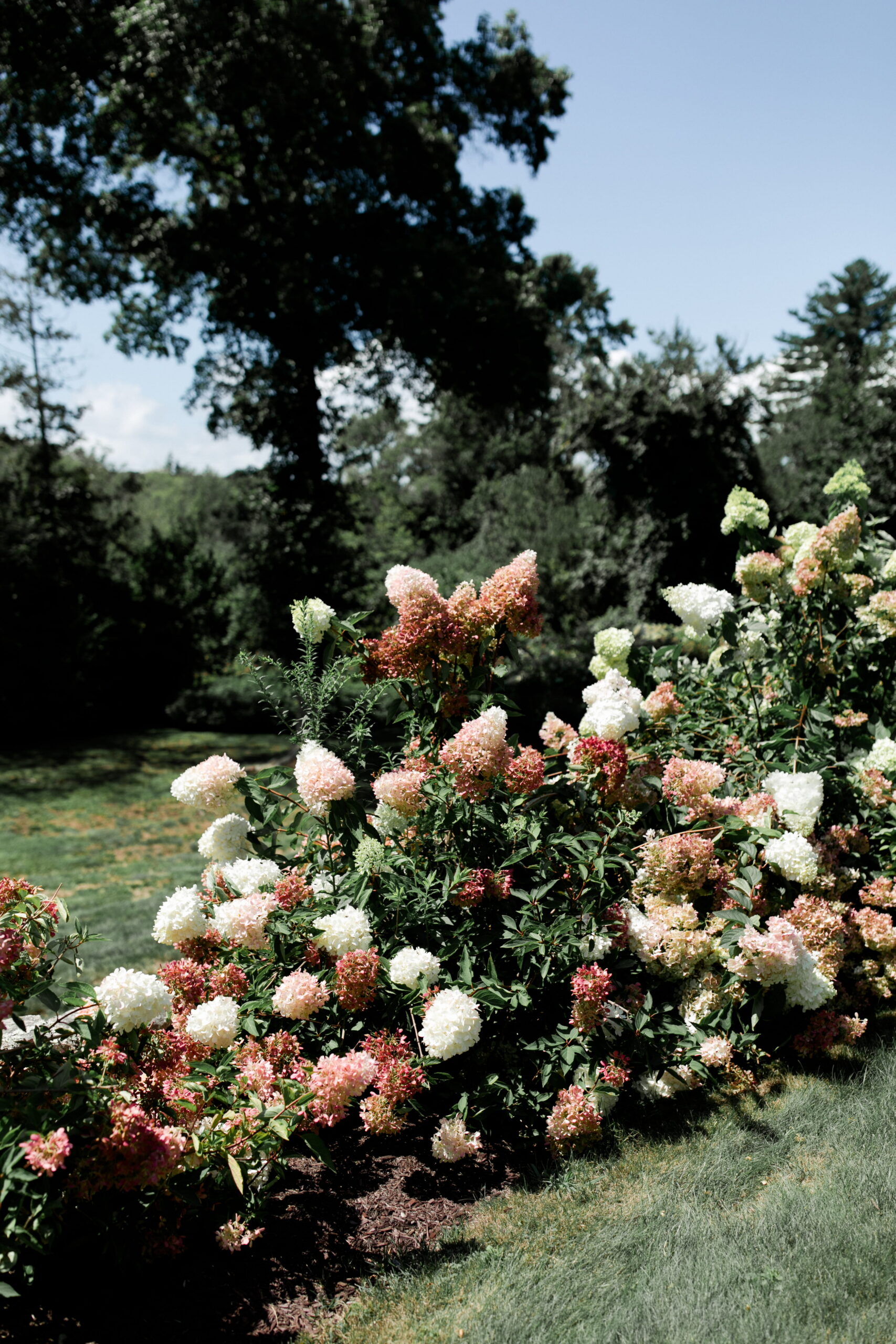 Pink and white hydrangeas grow outside at Historic Granite House.